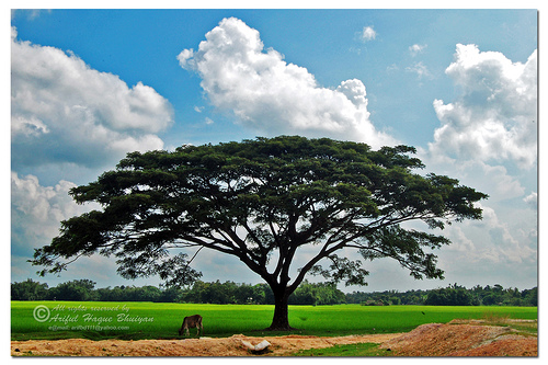 அழகே உண்மை, உண்மையே அழகு. Bangladesh-nature-scene
